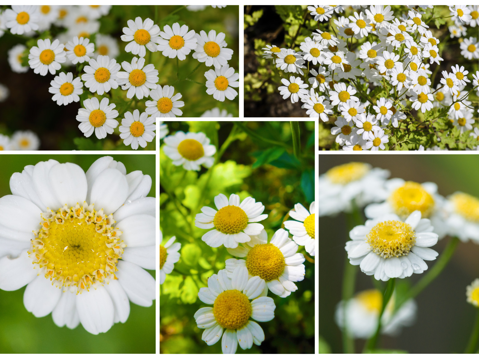 50+ Seeds| | Feverfew Chrysanthemum #M002