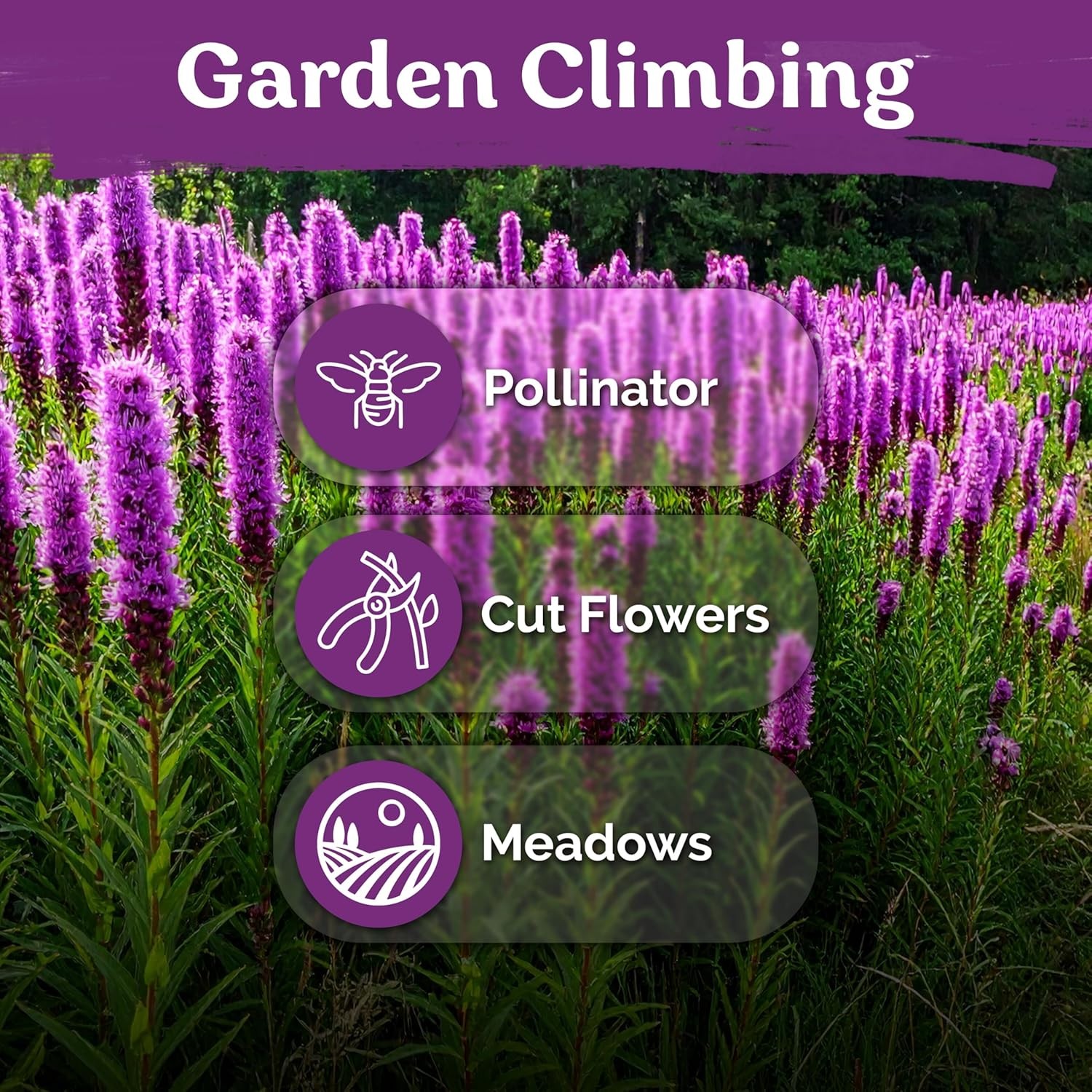 600 Marsh Blazing Star Seeds for Planting (Liatris Spicata) – Gayfeather Dense M