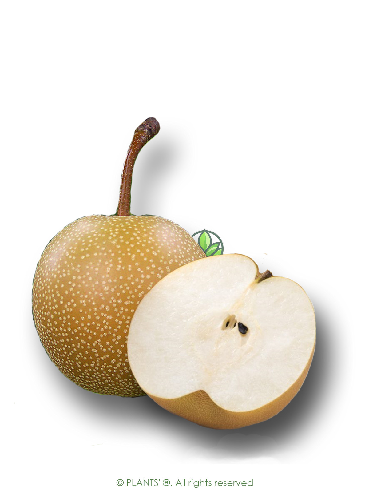 Asian Pear | Premium Seeds | Pyrus pyrifolia ‘Fruit’ | Plants’®