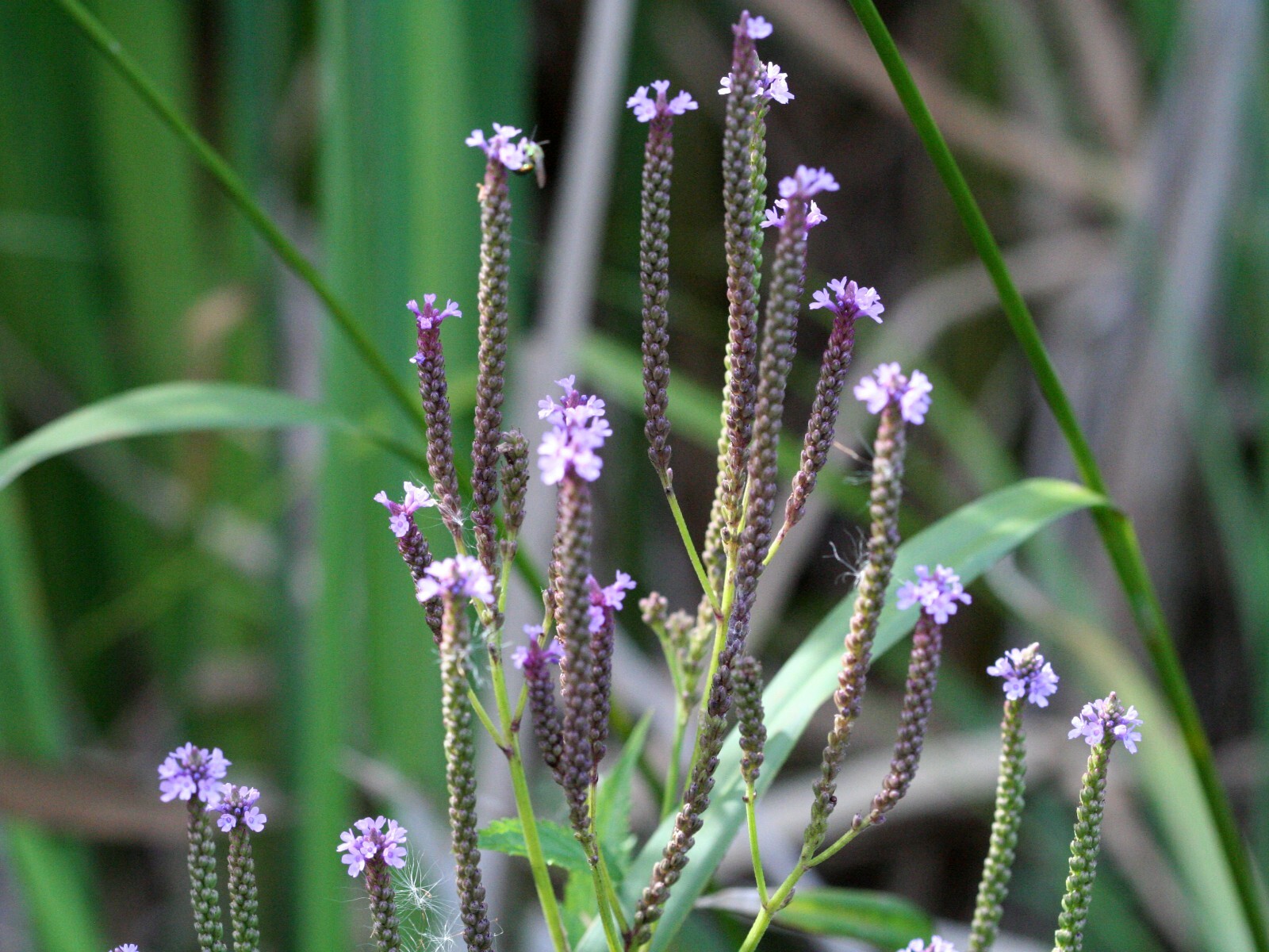 500 Blue Vervain Seeds – Verbena hastata Seeds – Medicinal Herb – Lovely Flower!