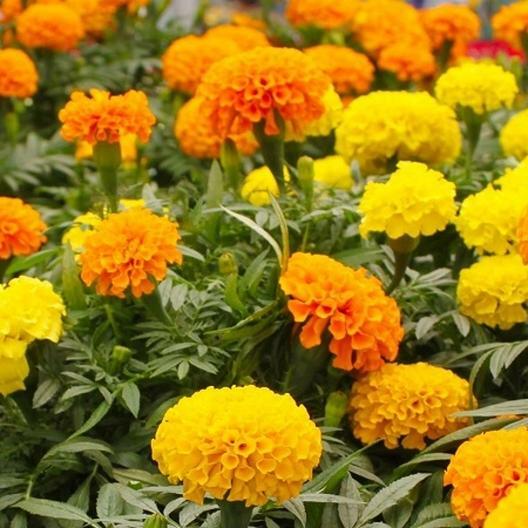Marigold, African CRACKERJACK MIX Dia de los Muertos HEIRLOOM Non-GMO 250 Seeds!