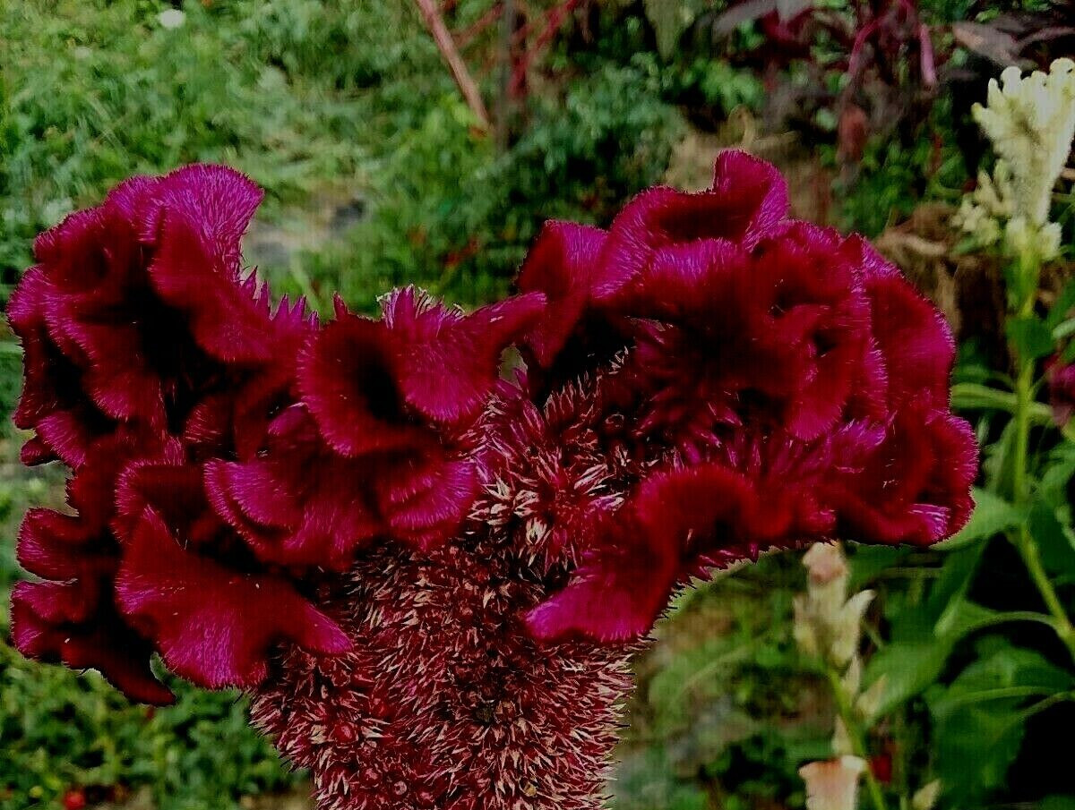 Dark Purple Brain Celosia – 50 Seeds – 3-4 ft tall – Comb. S/H