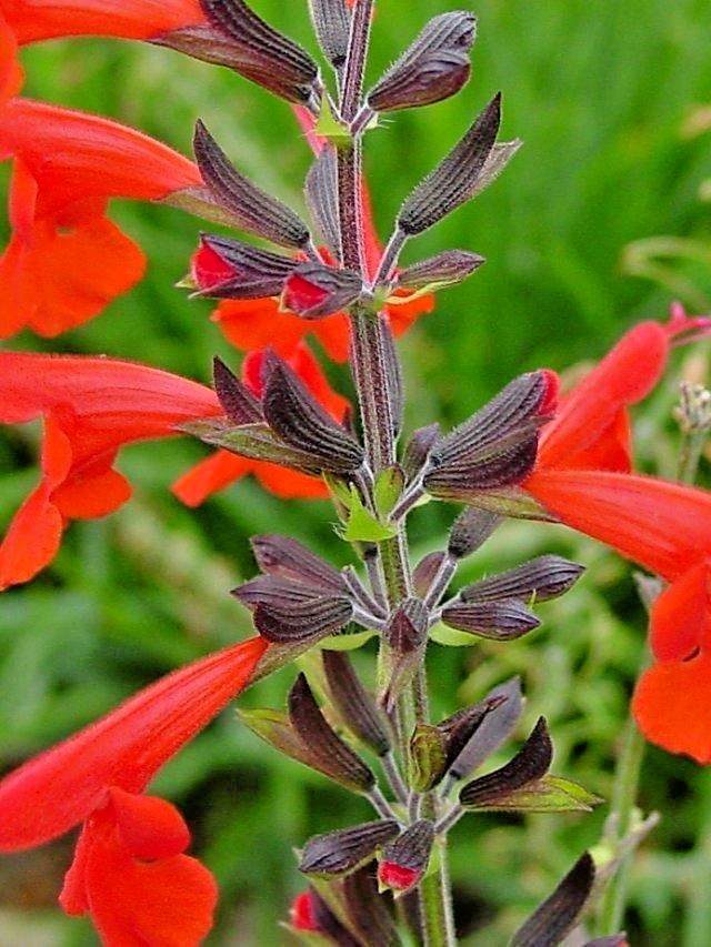 301+SCARLET SAGE Flower Seeds Wildflower Garden Container Drought Heat Cold Easy
