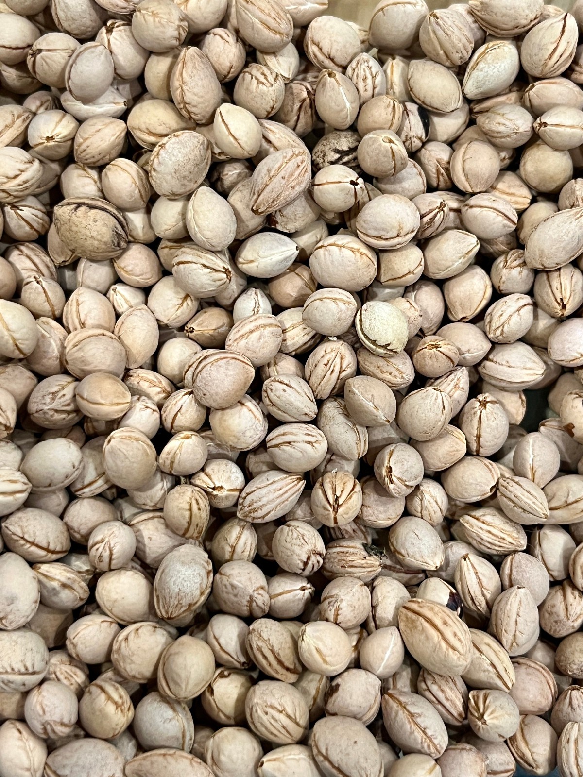 Western Sand Cherry Tree Seeds (Prunus Besseyi)