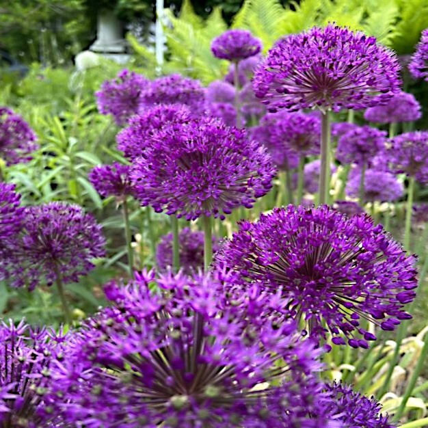 10 PURPLE SENSATION SEEDS (Allium aflatunense) LARGE 4-6″ FLOWERS Butterflies