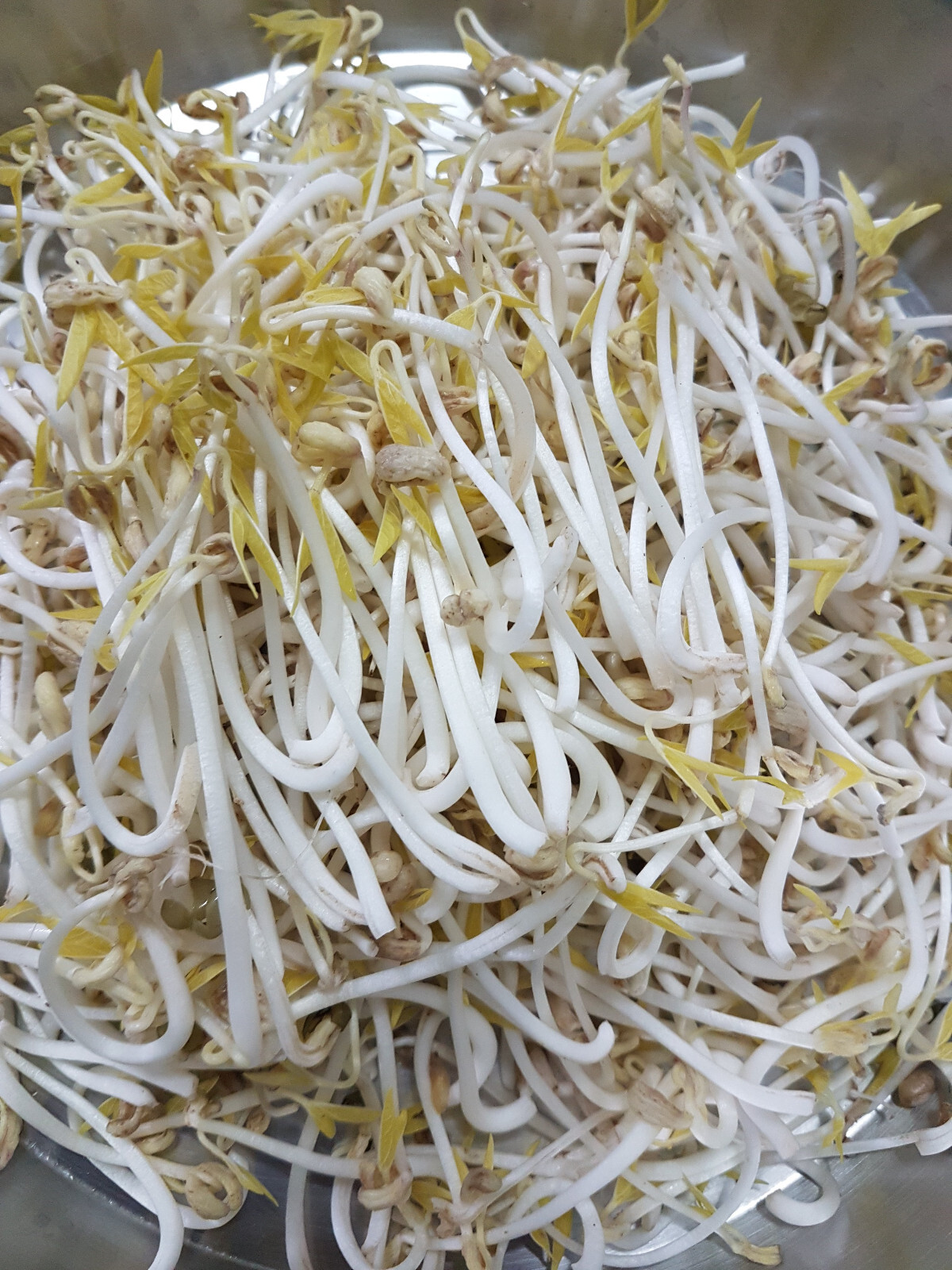 bean, MUNG BEANS, Organic 60 SEEDS! Sprouts USA GroCo# – BUY ANY 10 – SHIPS FREE