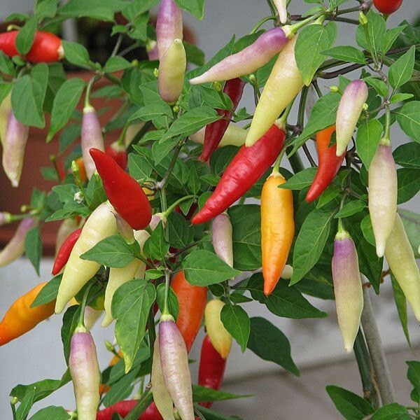 RARE✿ Heirloom Omnicolor Hot Pepper 15+ Seeds ●Colorful Pods
