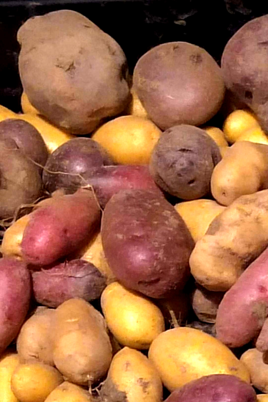 Potato Seed Tuber Mix 2 lb Purple Red Yellow Yukon Russet Organic Seeds Potatoes
