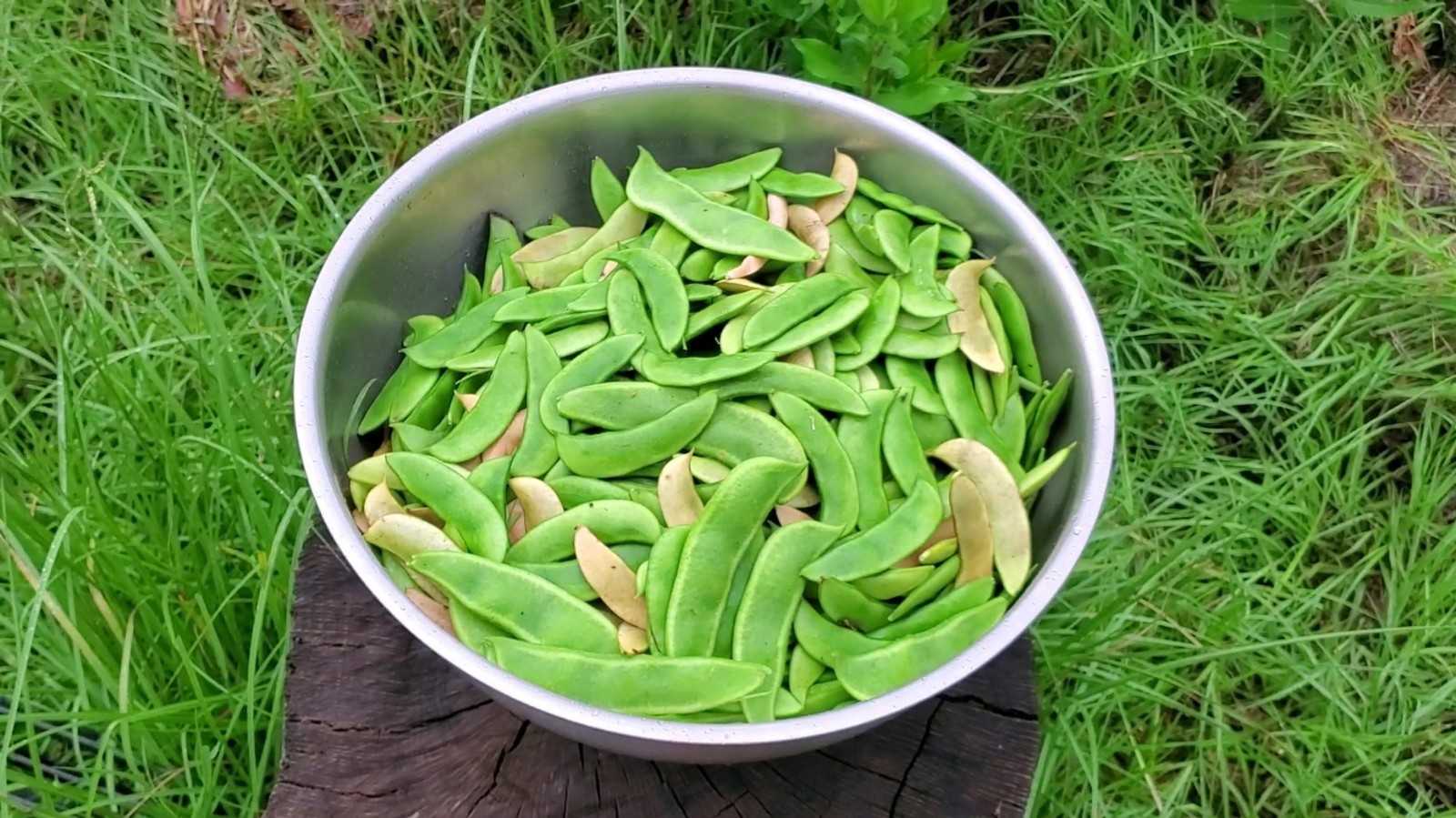 10+ Worcester Indian Red Pole Lima Bean Seeds – Heirloom Red Saba Lima Bean