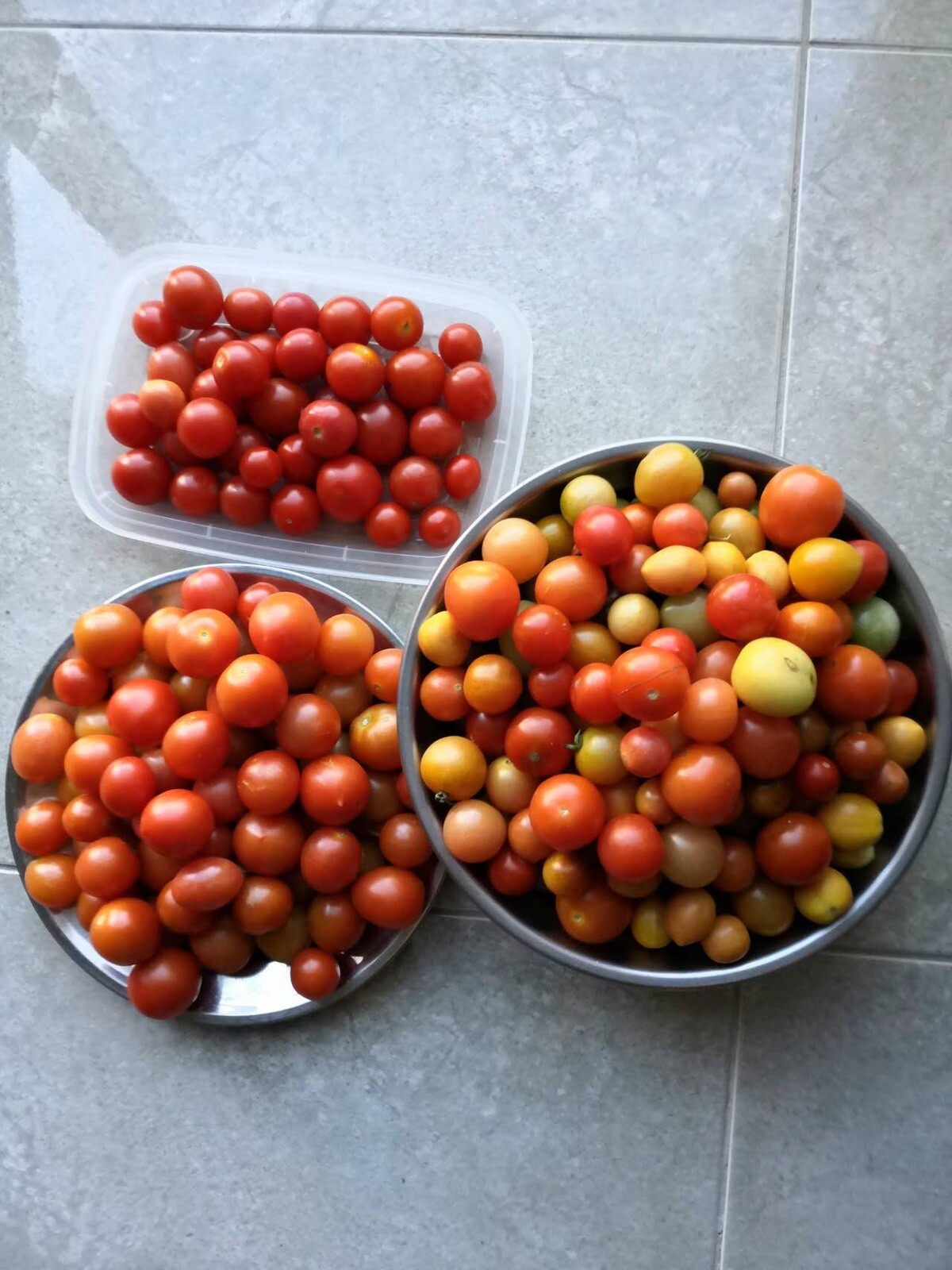 75Ct seeds set:Pink tomato,red& black cherry tomato75粒西红柿种子包：粉番茄，红&黑樱桃番茄各25粒2023