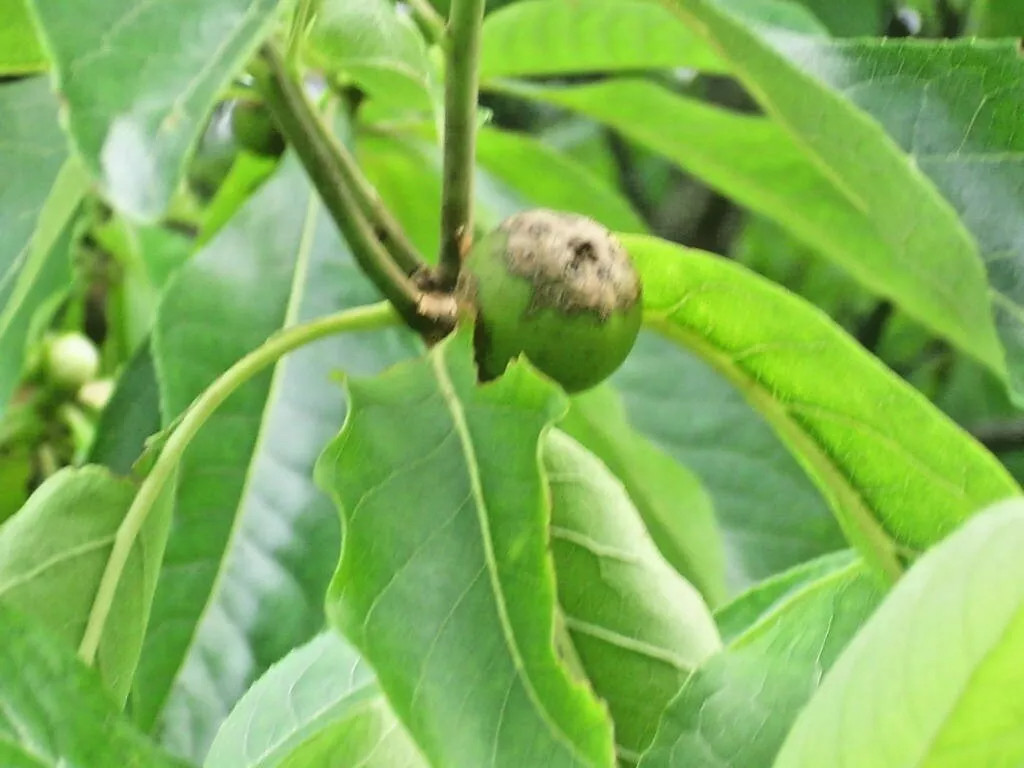 20 FRANKLIN TREE SEEDS – Franklinia alatamaha