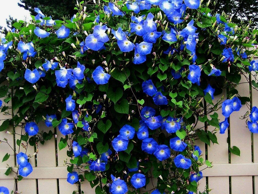 300 Blue Morning Glory Climbing Vine Seeds