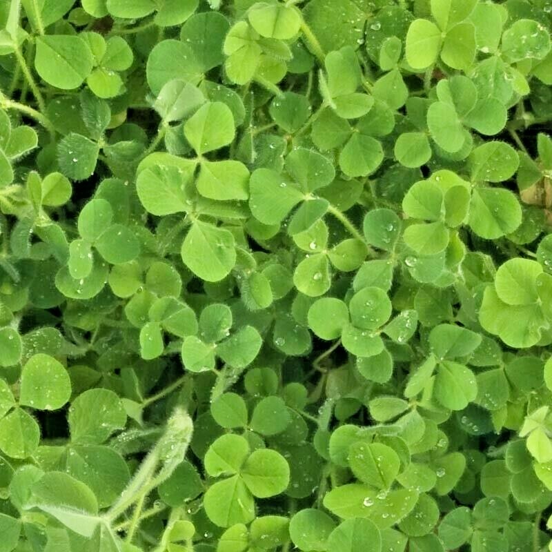 1001+CRIMSON CLOVER Seeds Groundcover Food Plot Native Wildflower Pollinators