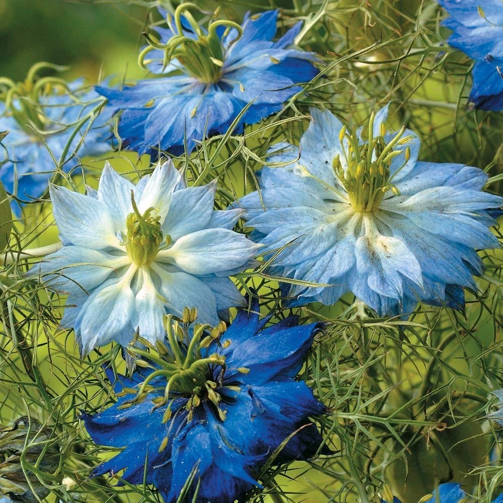 Non-GMO Love in a Mist Flower Seeds – Nigella Damascena, 1 lb, 224K Seeds, Easy