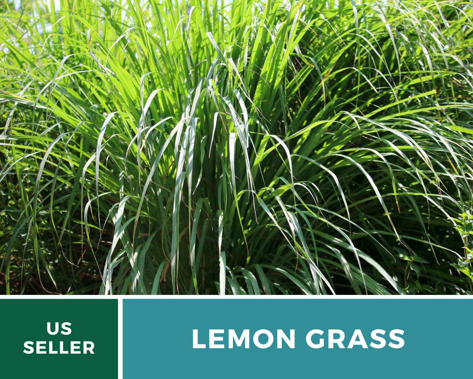 Lemon Grass – 100 Seeds – Culinary & Medicinal Herb (Cymbopogon Flexuosus)