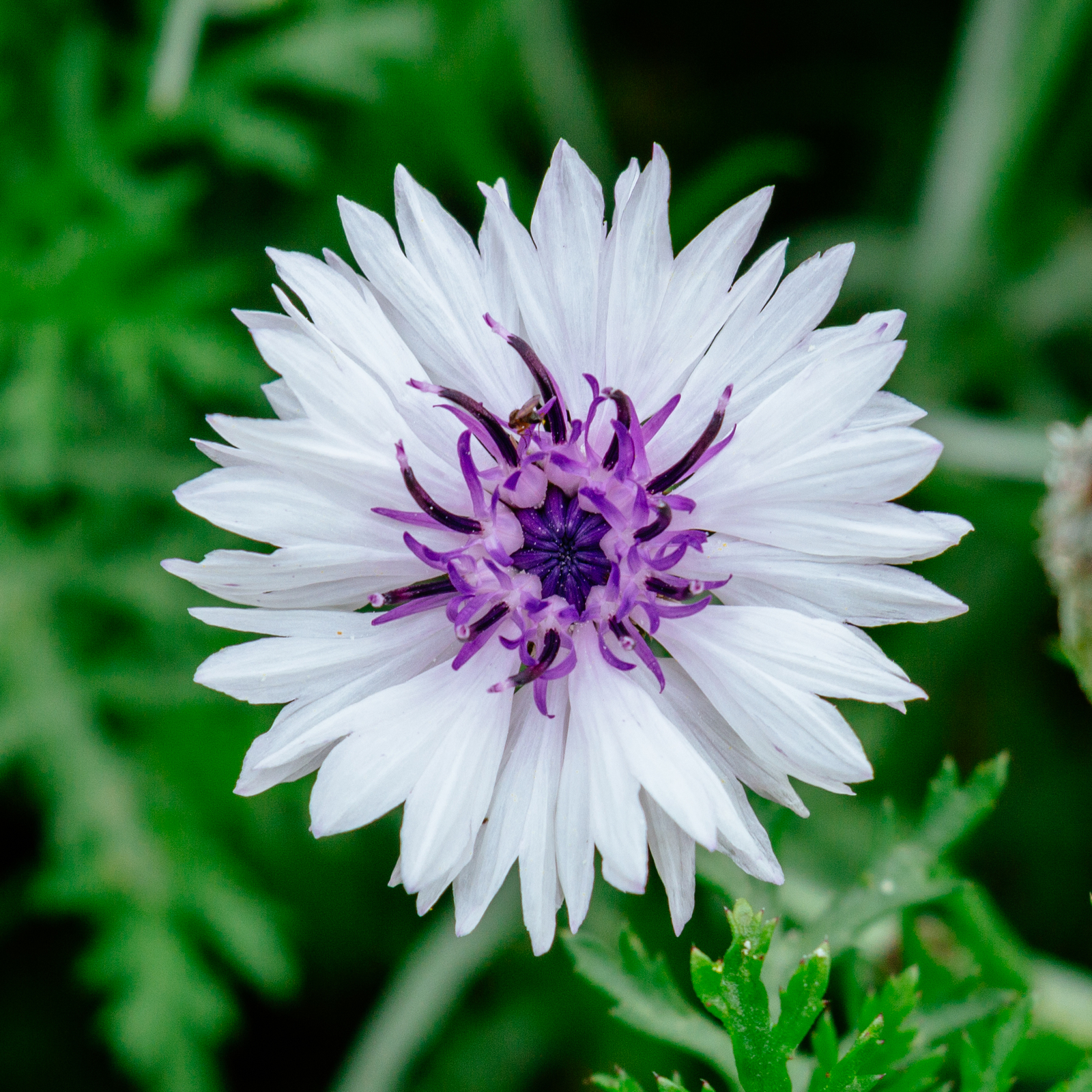 1,000 WHITE CORNFLOWER Seeds (Centaurea cyanus) | NON-GMO | Free shipping
