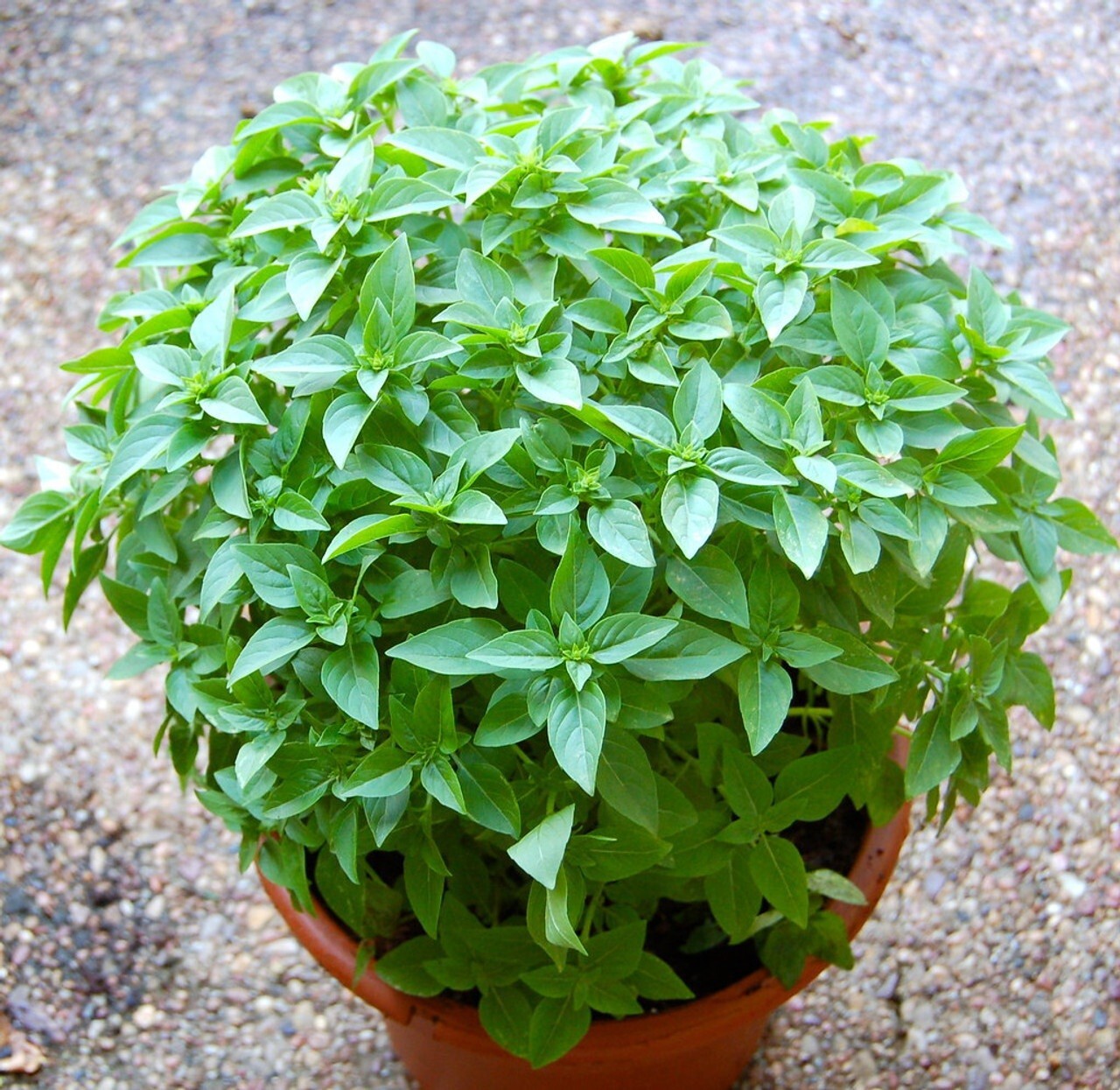 Basil Spicy Globe 100 -5000 Seeds compact shrubs ideal for patio containers!