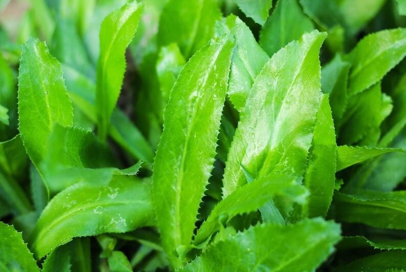 500 culantro seeds | recao | ngò gai | CILANTRO| coriander 8 wks to germinat