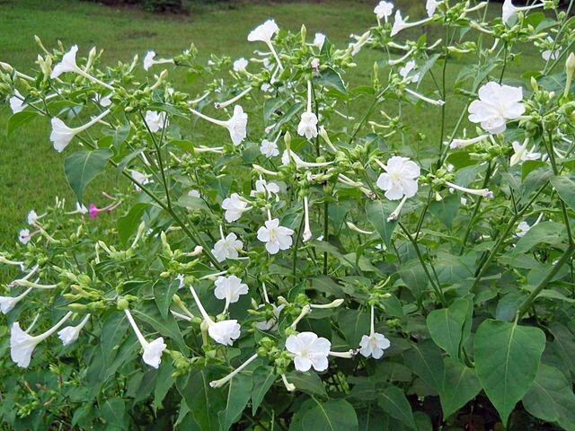 Mirabilis jalapa | White | Four O’Clock | 10 Seeds