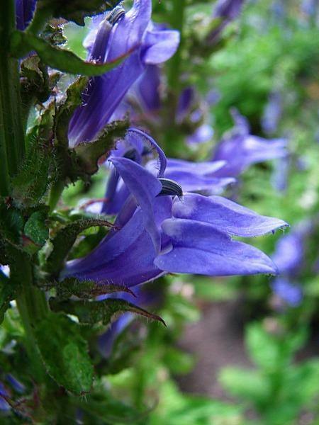 Lobelia siphilitica | Blue Cardinal Flower, | Big Blue Lobelia | 200 Seeds