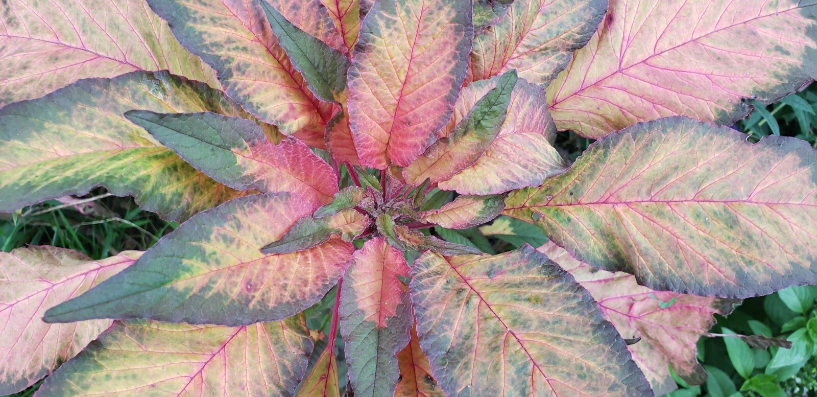 Josephs Coat – Amaranthus Tricolor (100 seeds) – Unique with amazing colors!