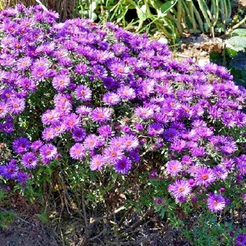 New England Aster Seeds – Symphyotrichum novae-angliae – Heirloom Fall Perennial