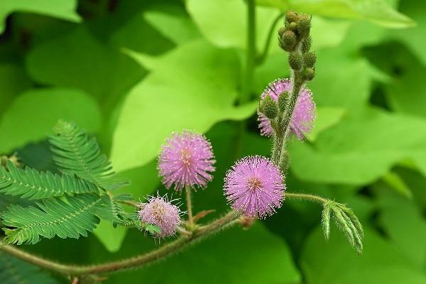 Mimosa pudica | Sensitive or Sleepy Plant | 150 Seeds