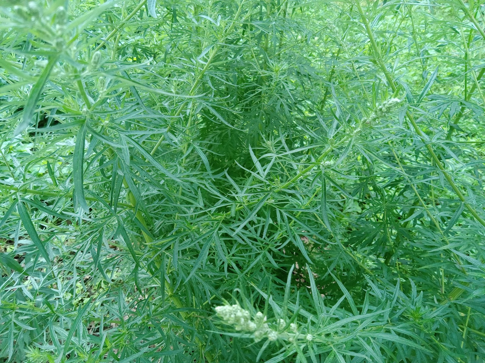 1000 Mugwort Seeds Artemisia Vulgaris Medicinal Herb Perennial Culinary Non-GMO