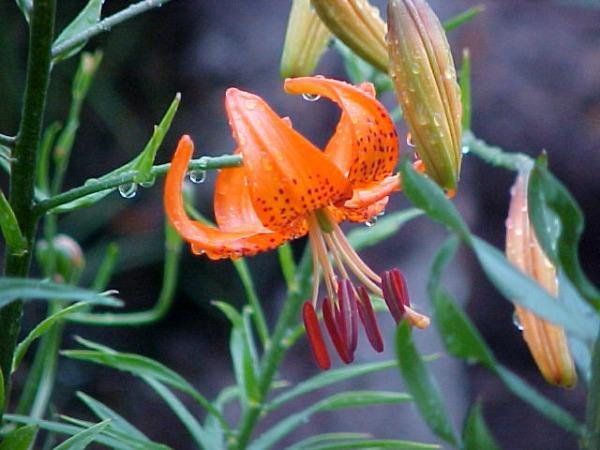 Lilium davidii | Turk’s Cap Lily | David’s Lily | 5 Seeds