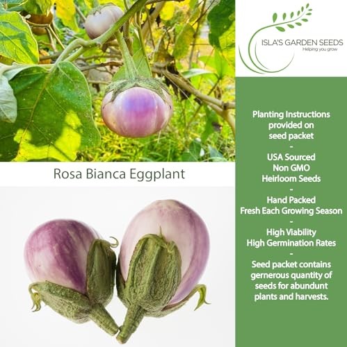 Rosa Bianca Eggplant Seeds (Solanum melongena) – 20 Non-GMO Heirloom Seeds by