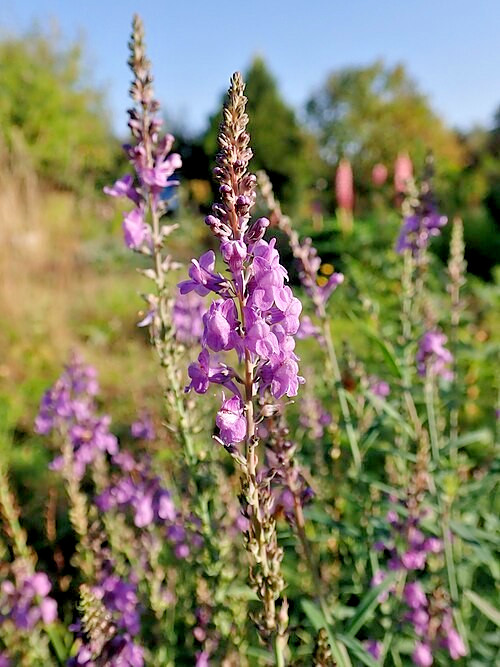 purple toadflax 200 seeds EZ to grow perennial flower, linaria purpurea