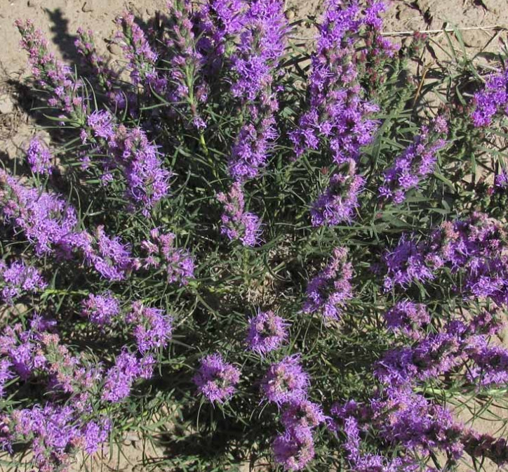 Gayfeather DOTTED CutFlowers Perennial Honeybees 16″ Tall Non-GMO 100 Seeds