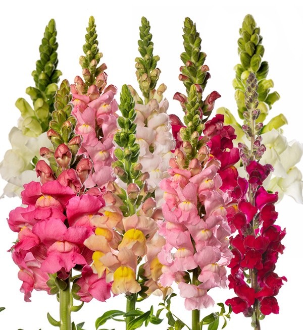 Snapdragon Heirloom Seeds Tall Mix – Non GMO – 2000 Seeds