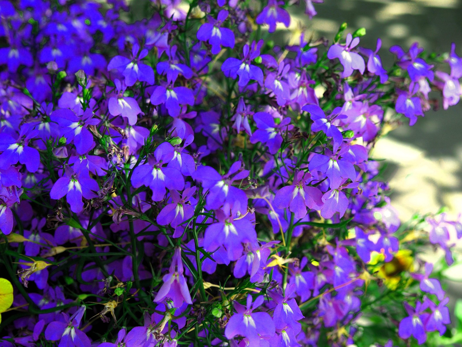 200 MRS CLIBRAN LOBELIA Erinus Lavender Purple & White Flower Seeds *Comb S/H