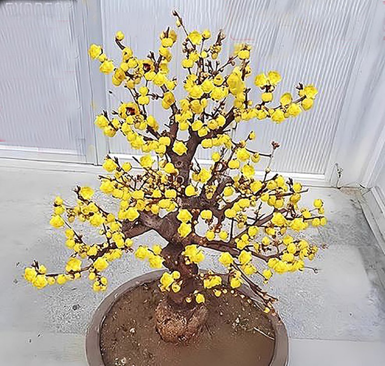 One Wintersweet Chimonanthus, 5 yr bonsai tree. Grafting on wild rootstock