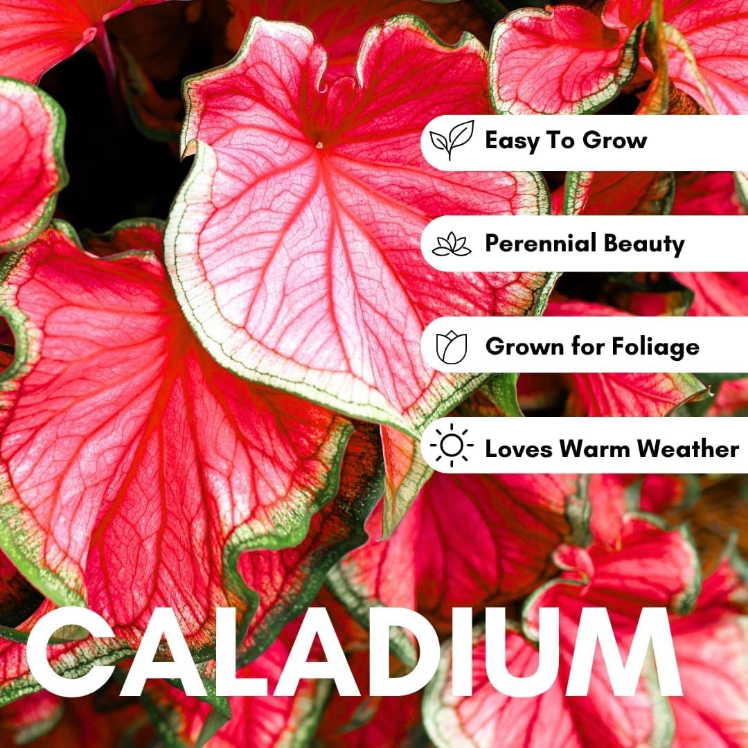 Caladium Bulbs Tropical Color Heart-Shaped Elephant Ears Garden Planting