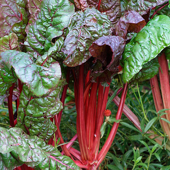 Ruby Red Swiss Chard Seeds, NON-GMO, Salad Greens, Colorful Heirloom, FREE SHIP