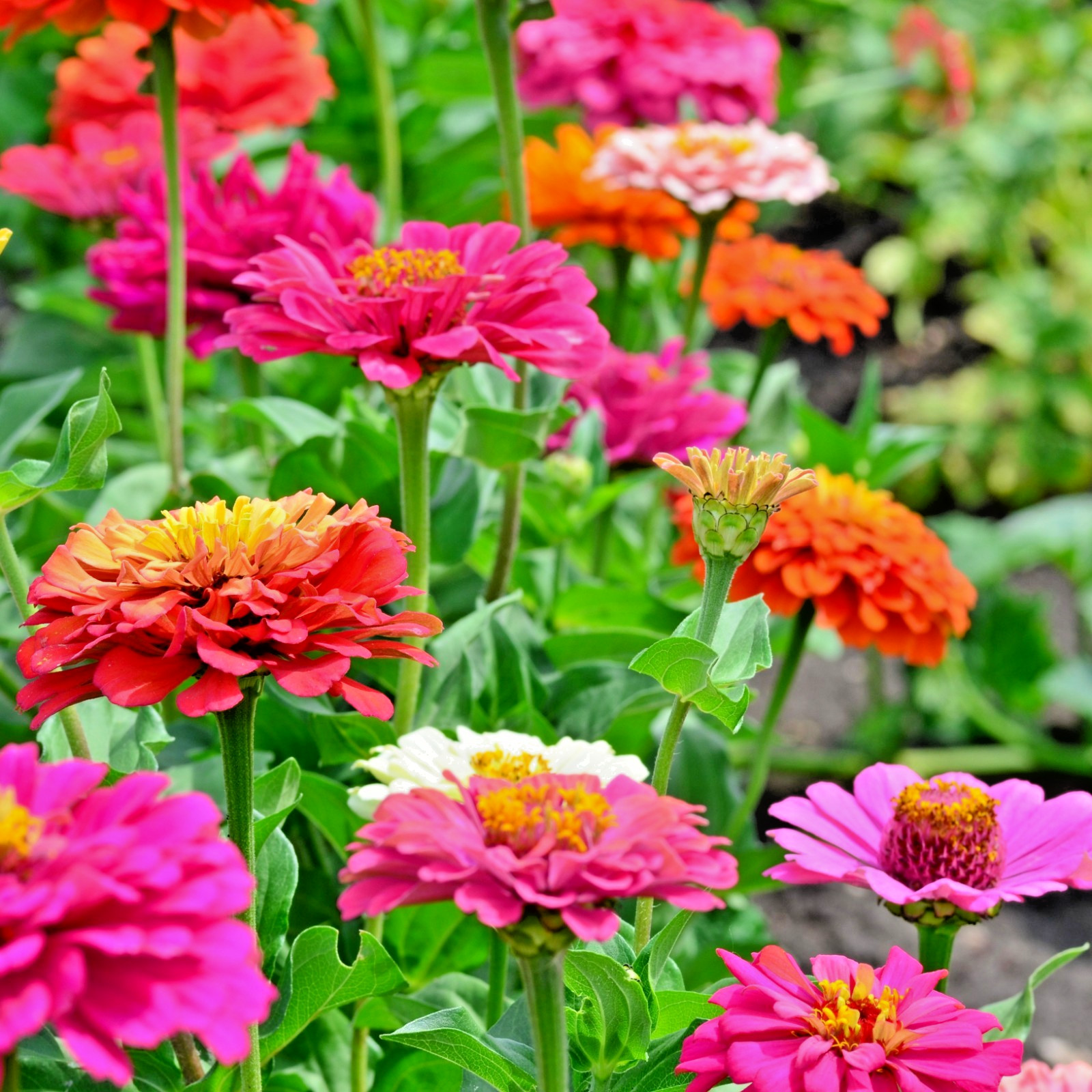Multi Color Zinnia Seeds 100+ Count | Single Semi Double Dahlia Petal Mix