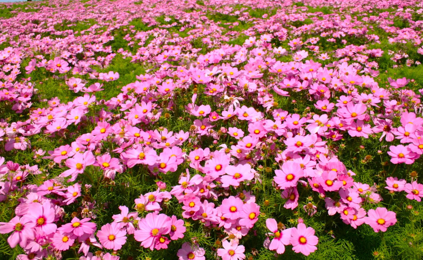 Pink Early Summer Cosmos (Dwarf) Seeds – For 2026 Planting Pink Wildflower