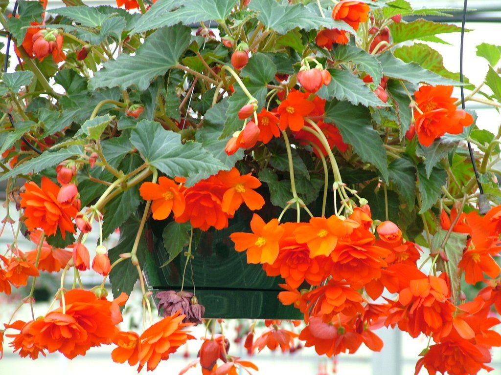 15 Begonia Seeds Illumination Orange Pelleted Seeds flower seeds