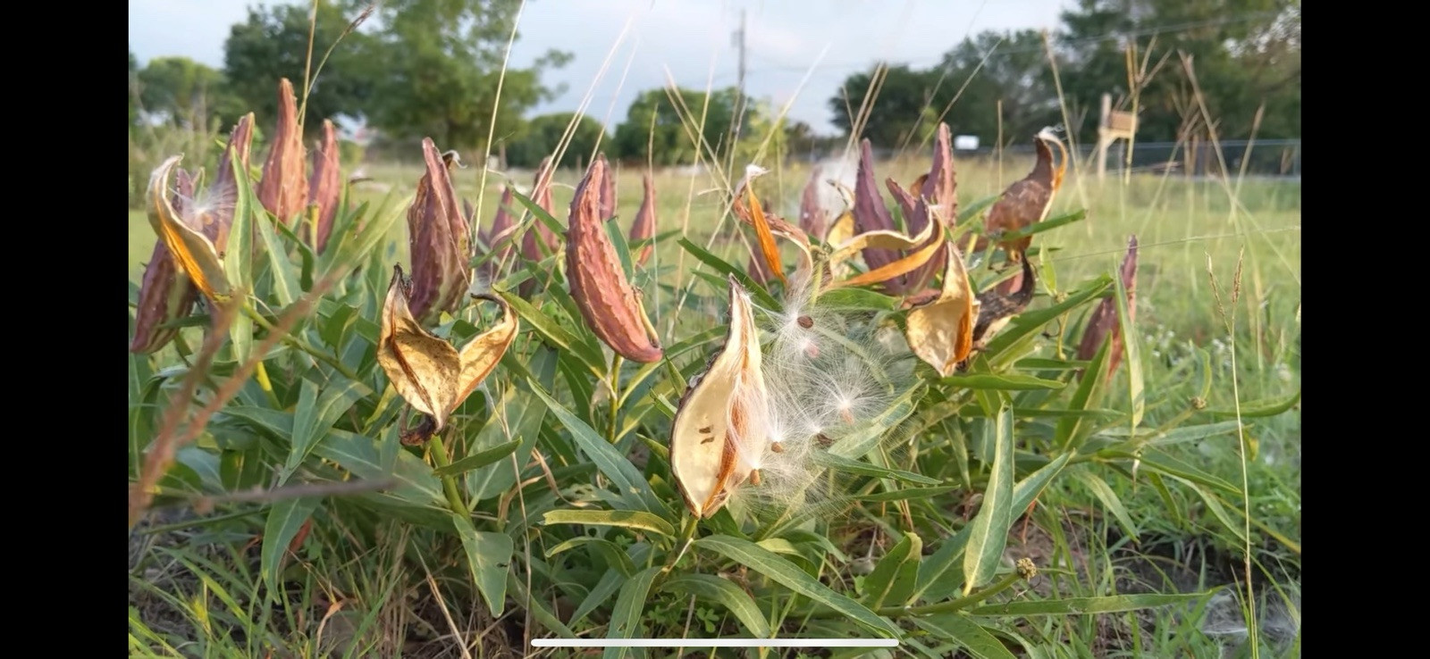 Antelope Horn Milkweed 50 Seeds Asclepias asperula Wildflower