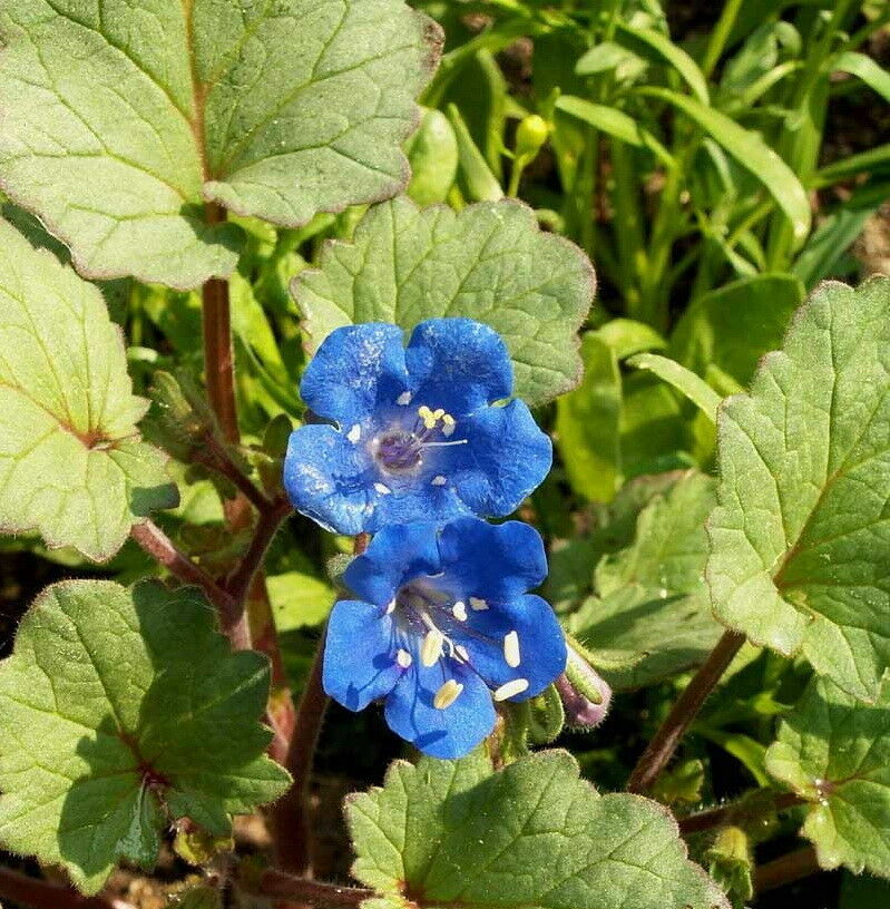 California Bluebell Desert Canterbury Flower Seeds Phacelia (500 to 5000 SEEDS)
