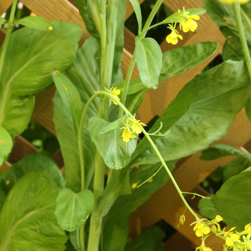 Brown Mustard (Brassica juncea) SEEDS