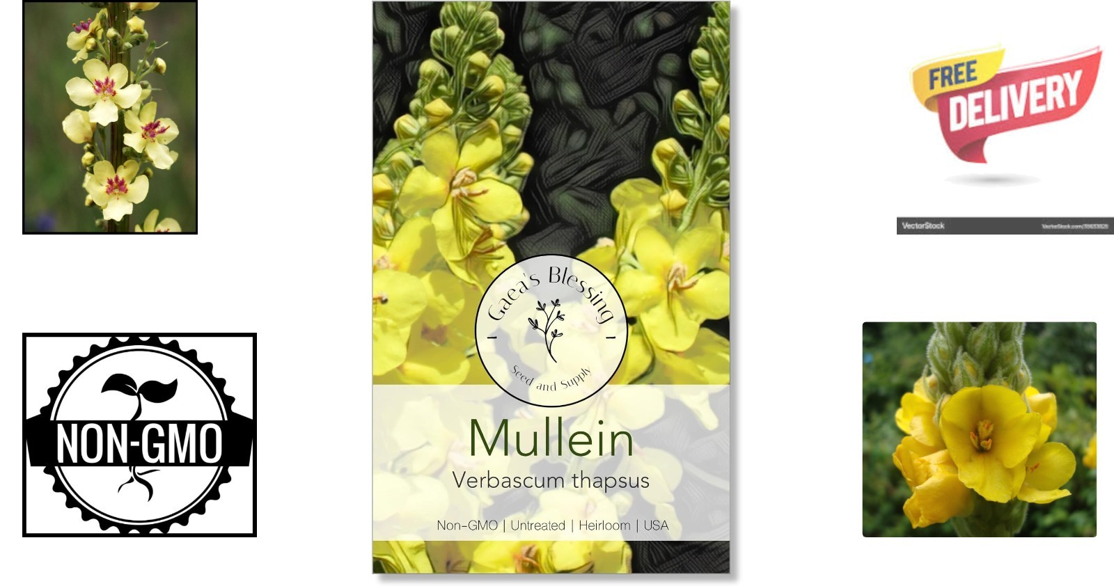 Open-Pollinated Mullein Seeds – Non-GMO Herb Seeds with Vibrant Yellow Blooms
