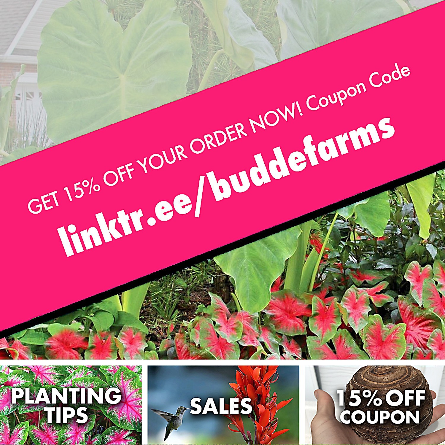1 LIVE Colocasia Esculenta Elephant Ear Taro Gabi Kalo Eddo Bulbs READY to GROW