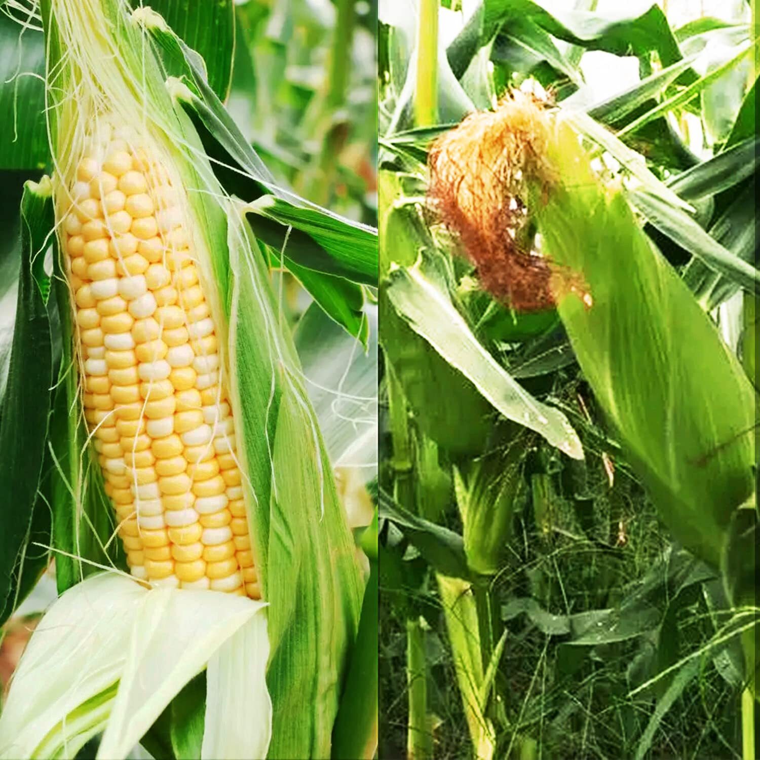 200 pcs “Peaches and Cream” Bi-Color Sweet Corn Seeds, Non GMO & Heirloom Seeds,