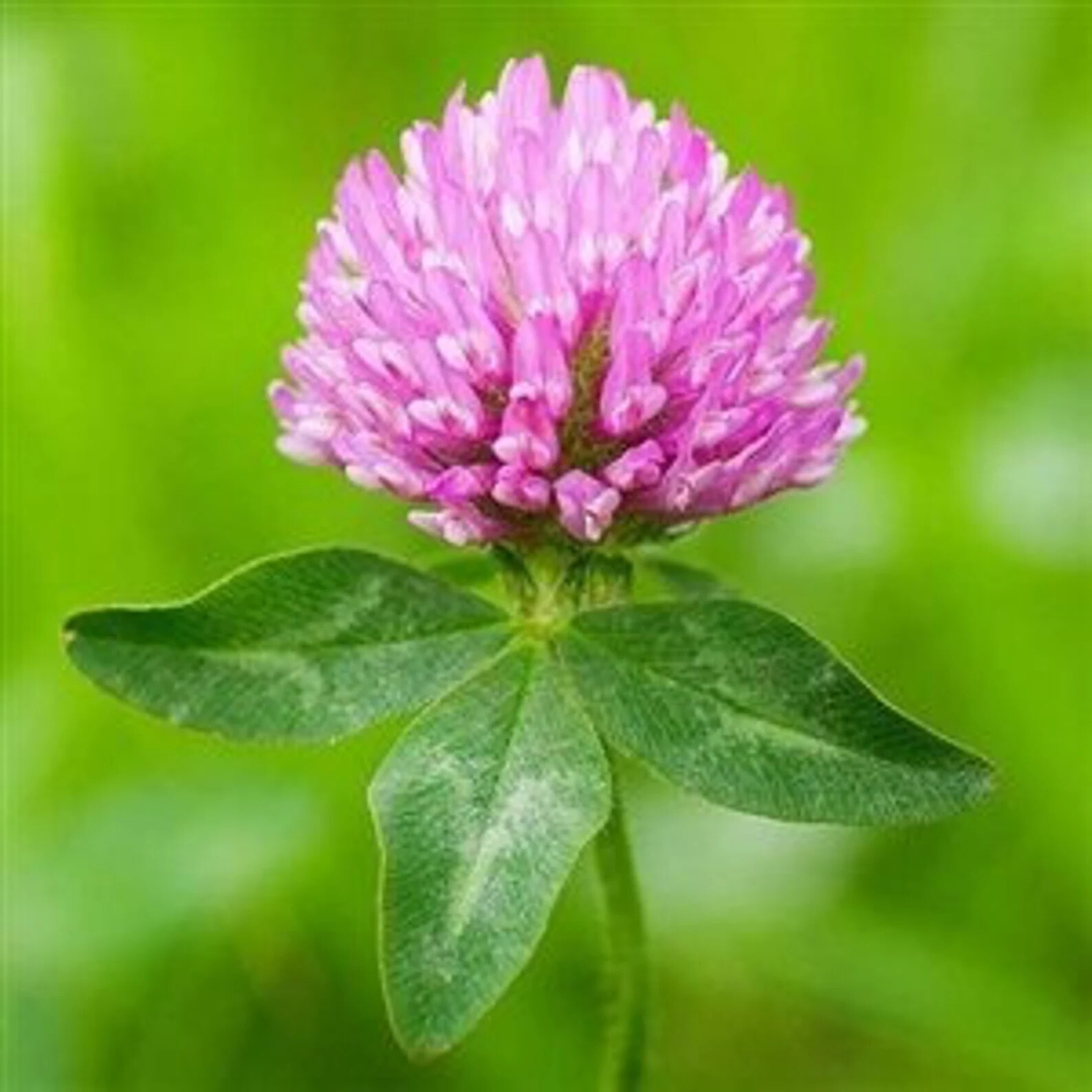 Medium Red Clover Seed