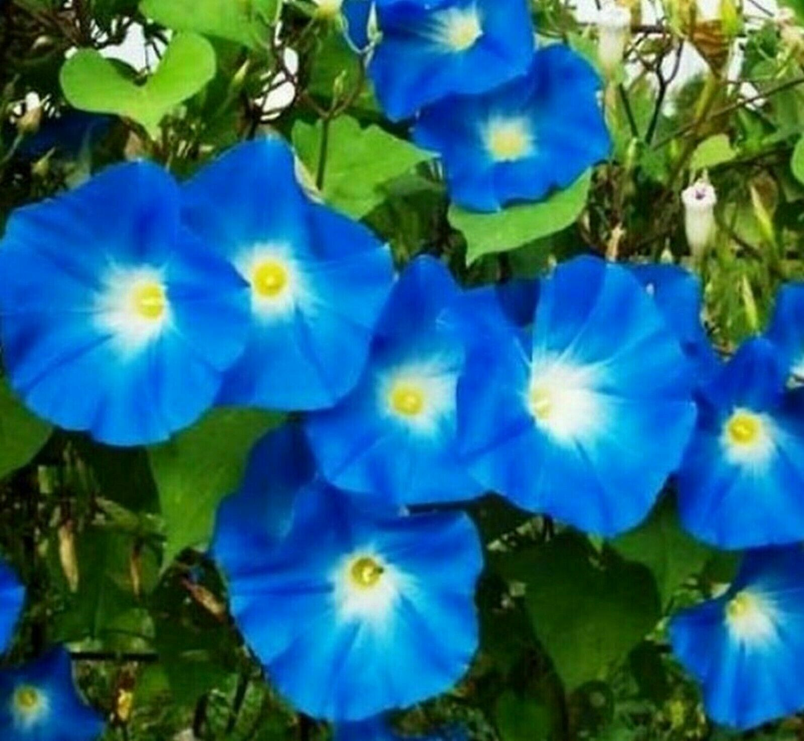 60 Heavenly Blue Morning Glory Seeds UNTREATED FRESH PICKED 2023 & REFRIGERATED!