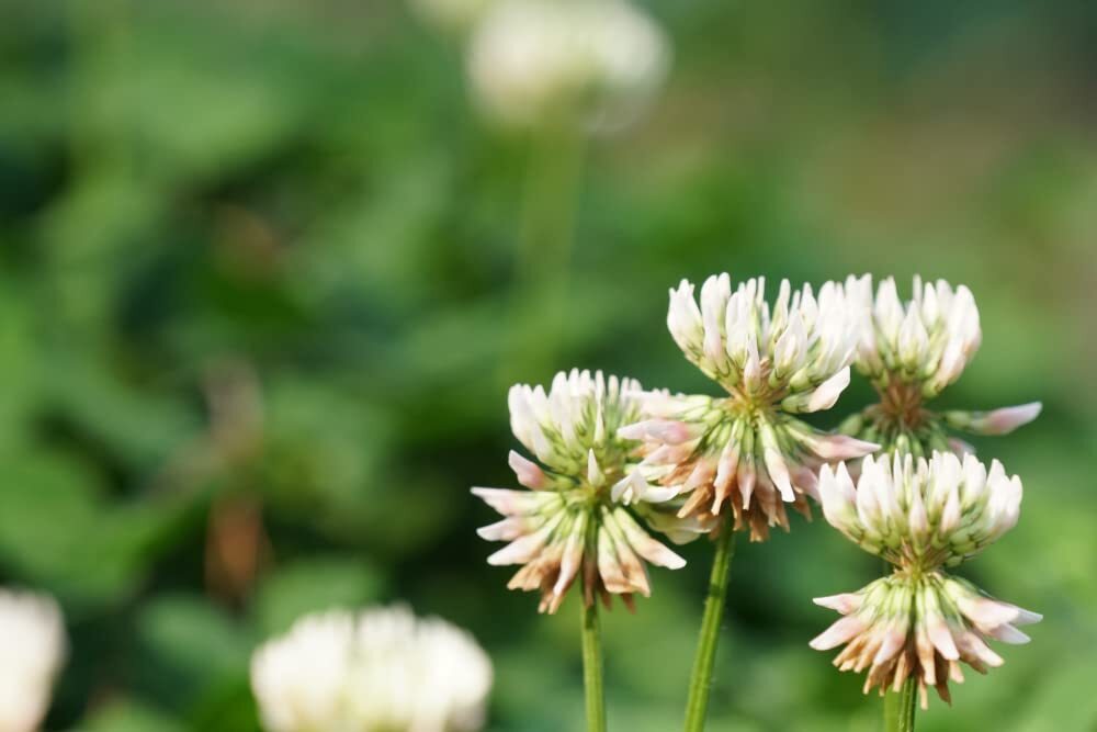 White Dutch Clover Seeds for Planting, Ground Cover, Lawn Alternative, Pasture