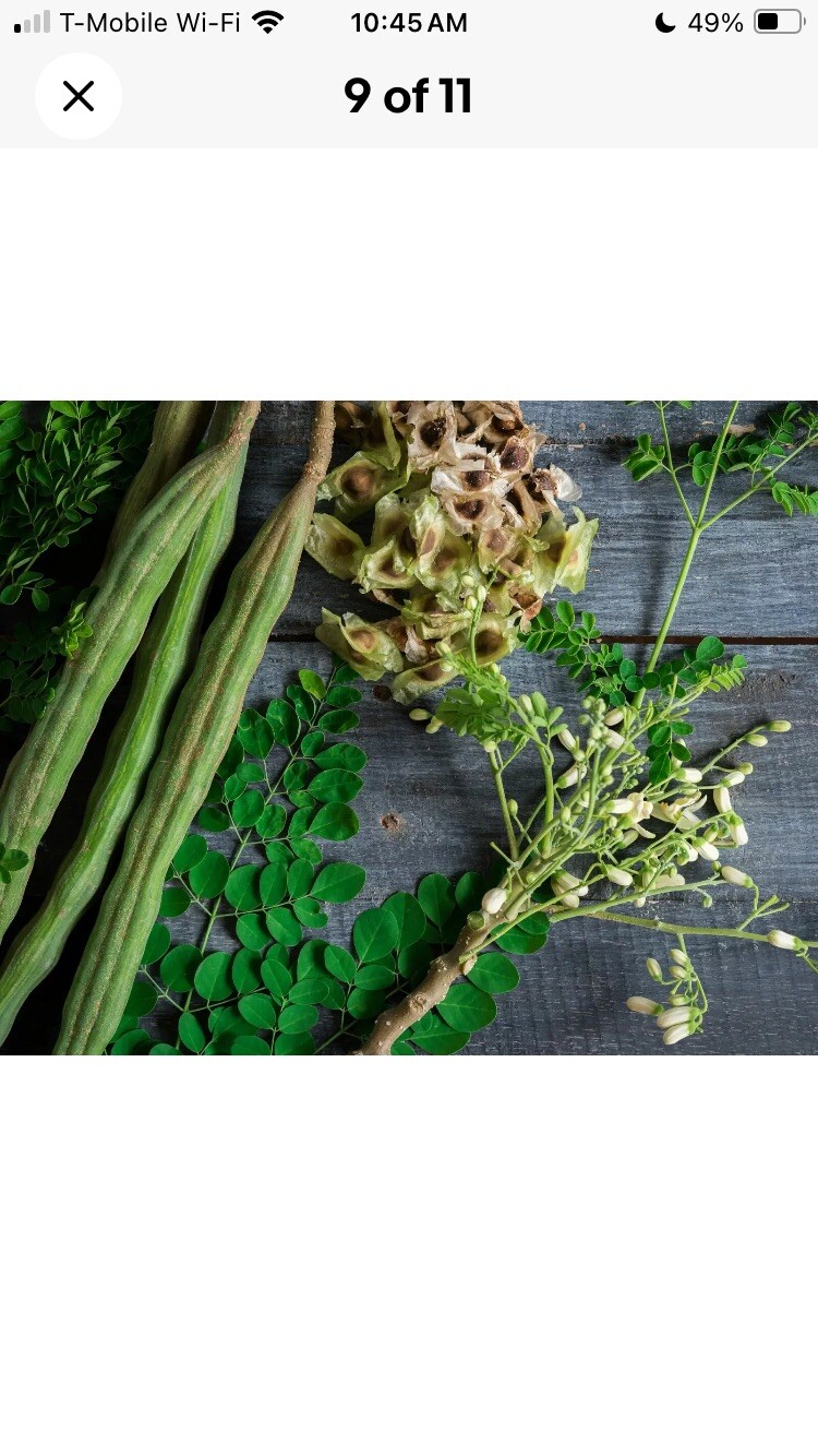 Hand Picked organic Moringa Oleifera Seeds from my Tree in Sunny Arizona🌵🌞